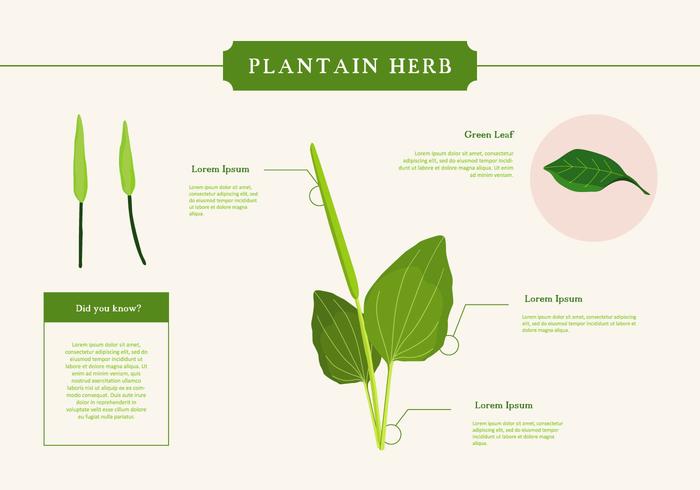 Plantain Herb Vector