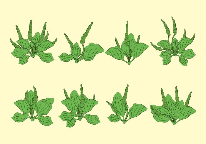 plantain iconen set vector