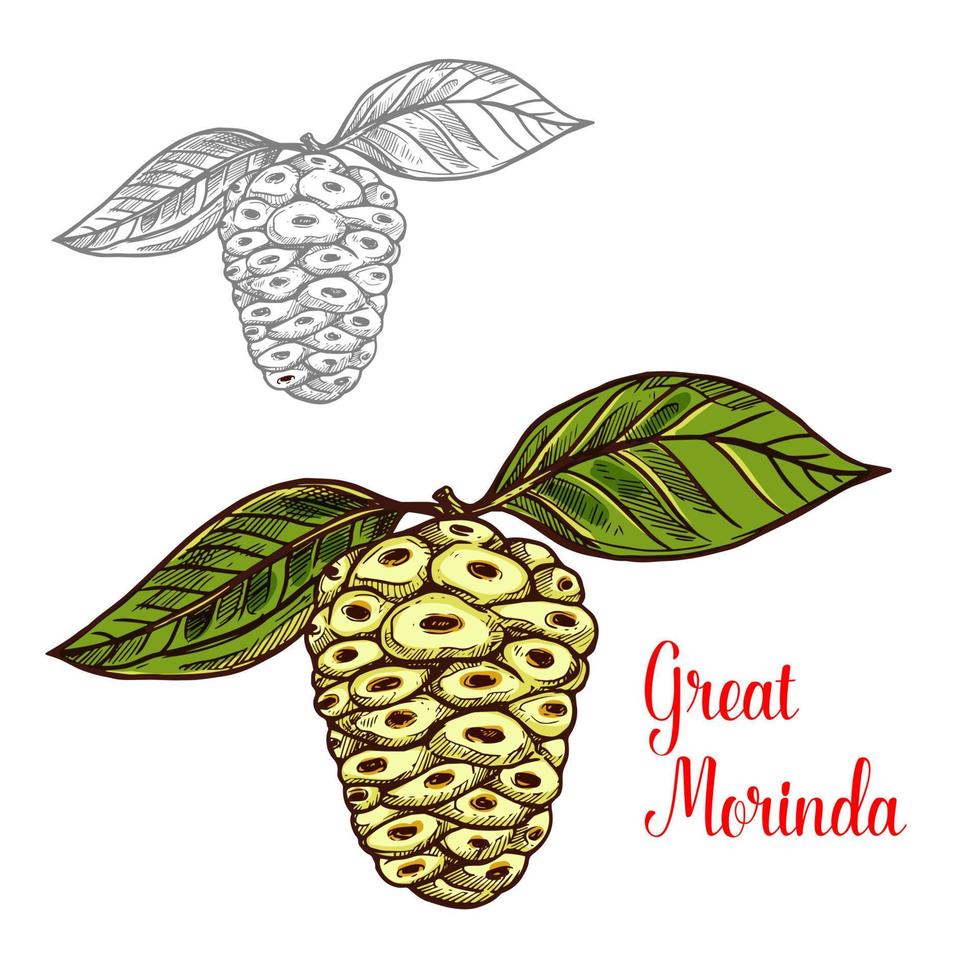 Super goed Morinda of moerbei tropisch fruit schetsen vector