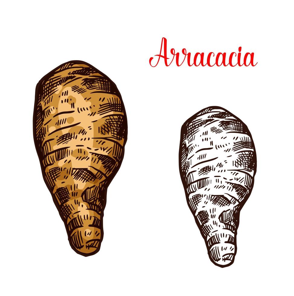 aracacacia vers wortel groente schetsen vector