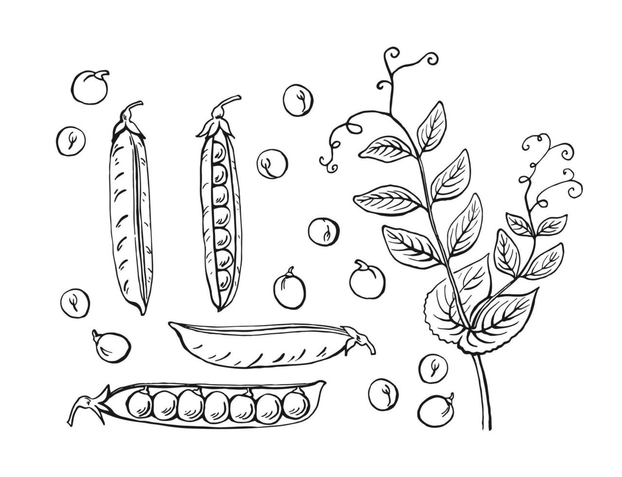 erwten peulen schets. set. handgetekende illustratie geconverteerd naar vector. biologisch voedsel illustratie geïsoleerd op een witte achtergrond. vector