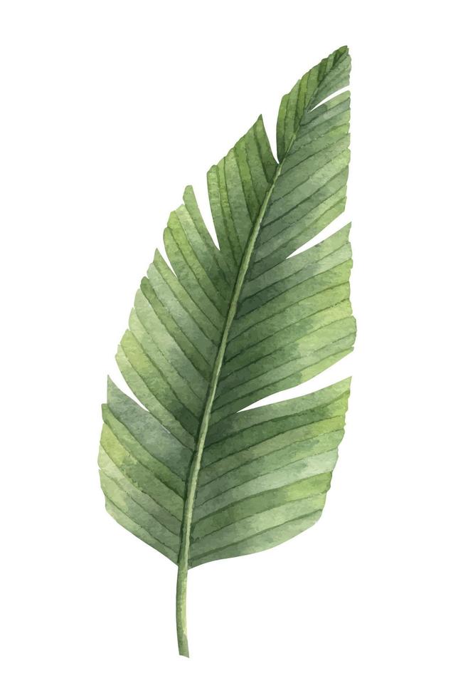 waterverf groen palm blad. hand- getrokken illustratie van exotisch tropisch oerwoud boom Aan geïsoleerd achtergrond. zomer tekening van fabriek Afdeling. botanisch tekening voor ieder ontwerp. schetsen van natuur vector