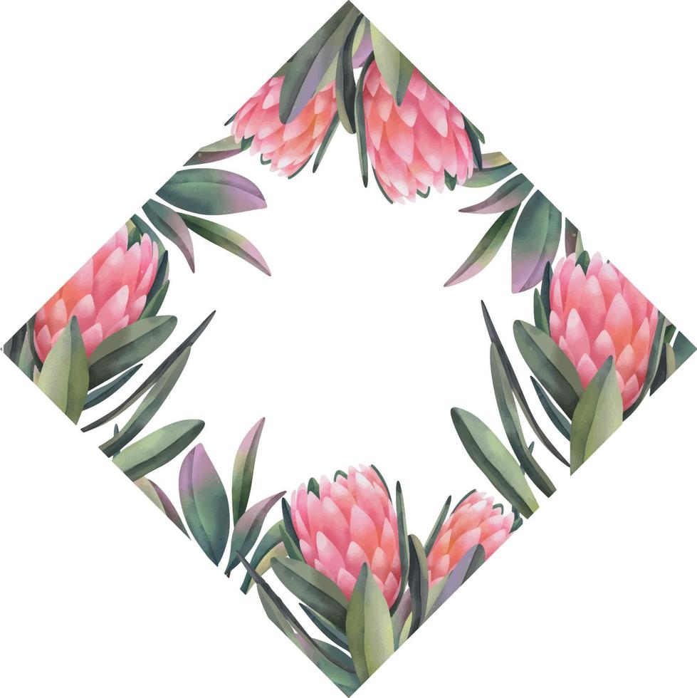 hand- getrokken waterverf kader van roze protea bloemen, geïsoleerd illustratie Aan een wit achtergrond vector