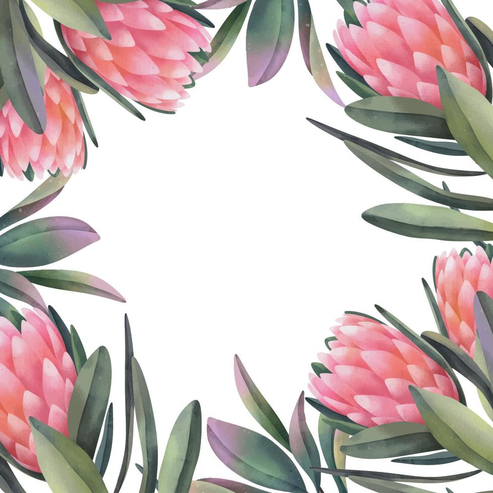 hand- getrokken waterverf kader van roze protea bloemen, geïsoleerd illustratie Aan een wit achtergrond vector