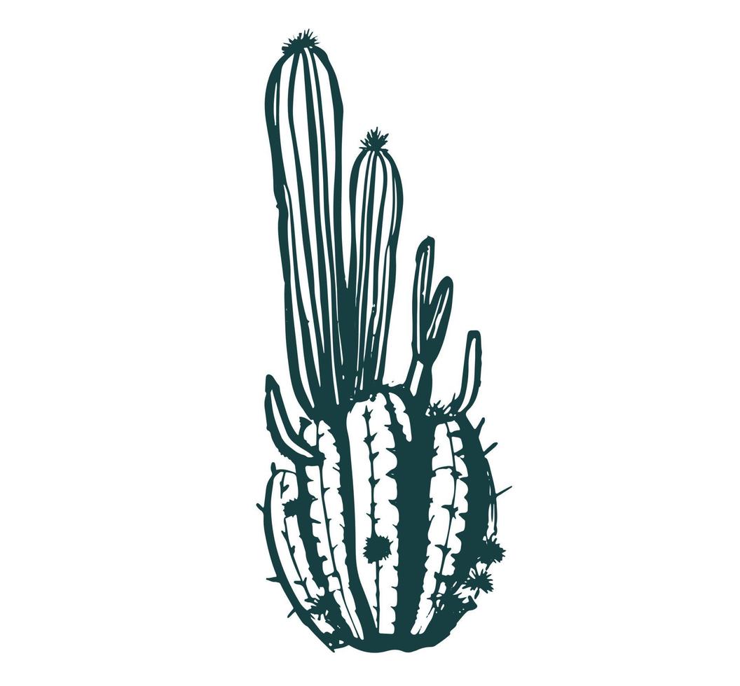 cactus reeks hand- getrokken illustraties, vector