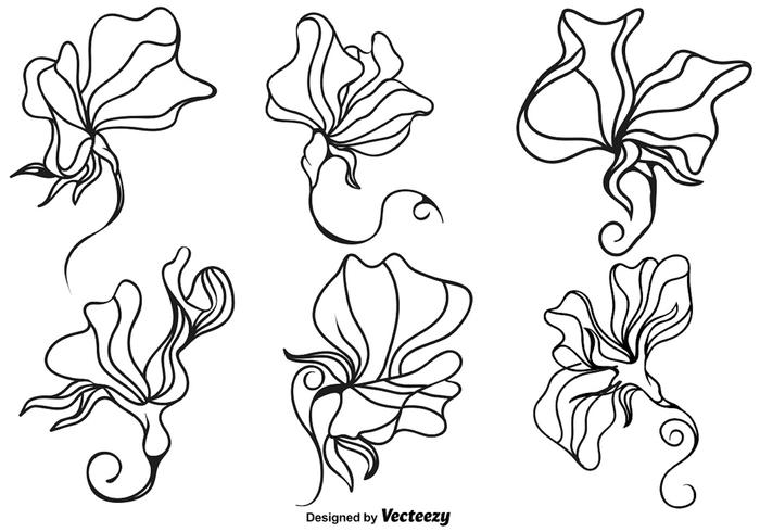 Vector Zoete Erwten Bloem Illustratie