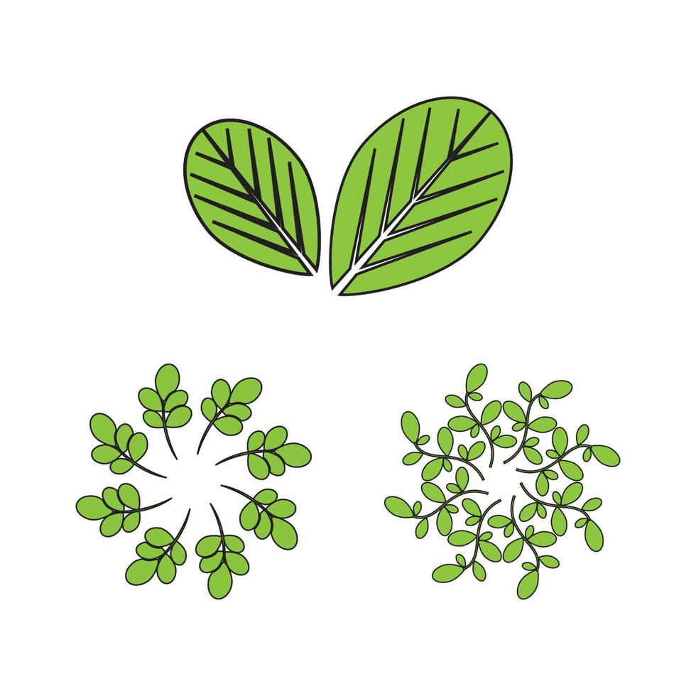 moringa blad logo sjabloon vector symbool natuur