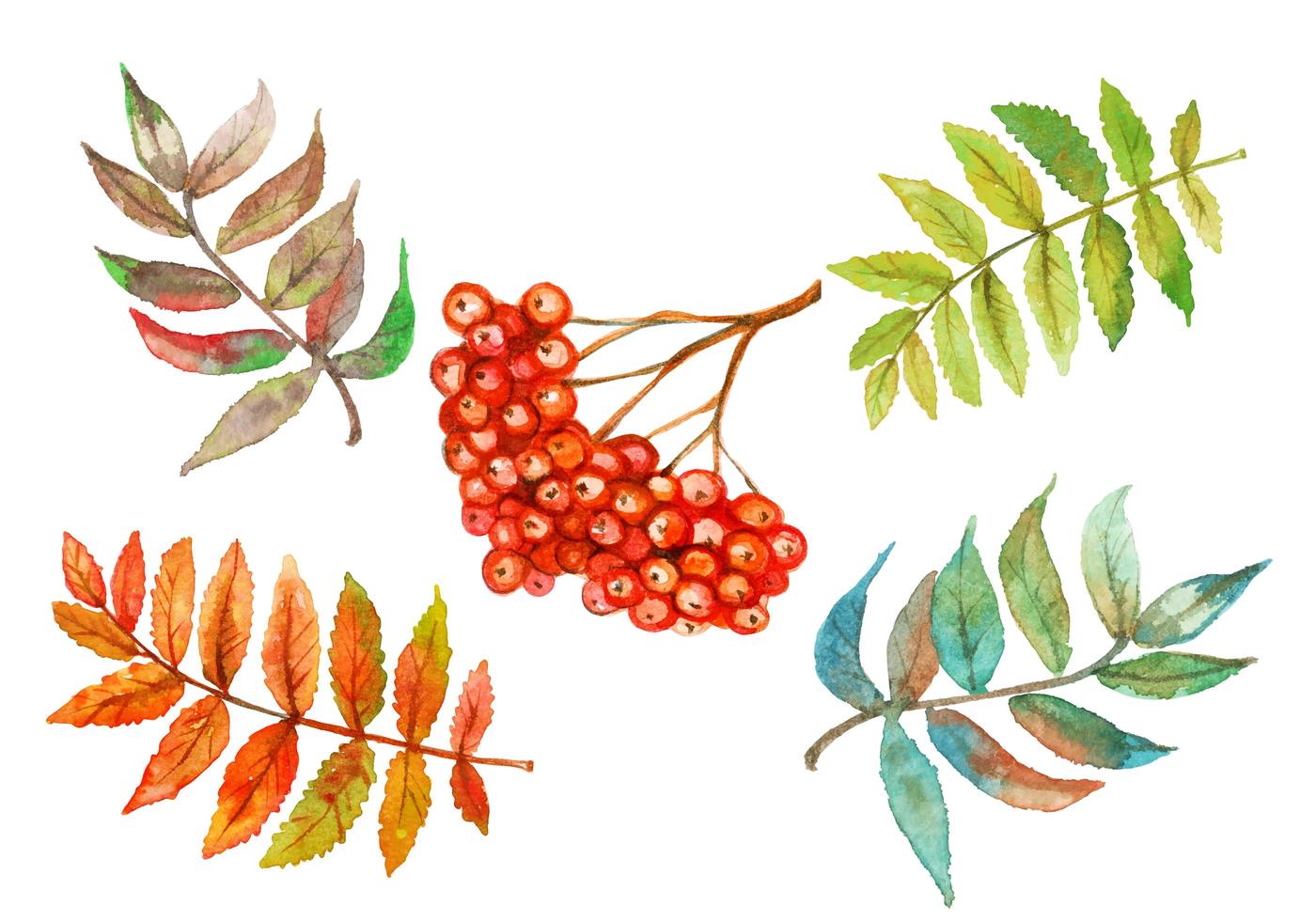 aquarel set van rowan berry en rowan bladeren vector