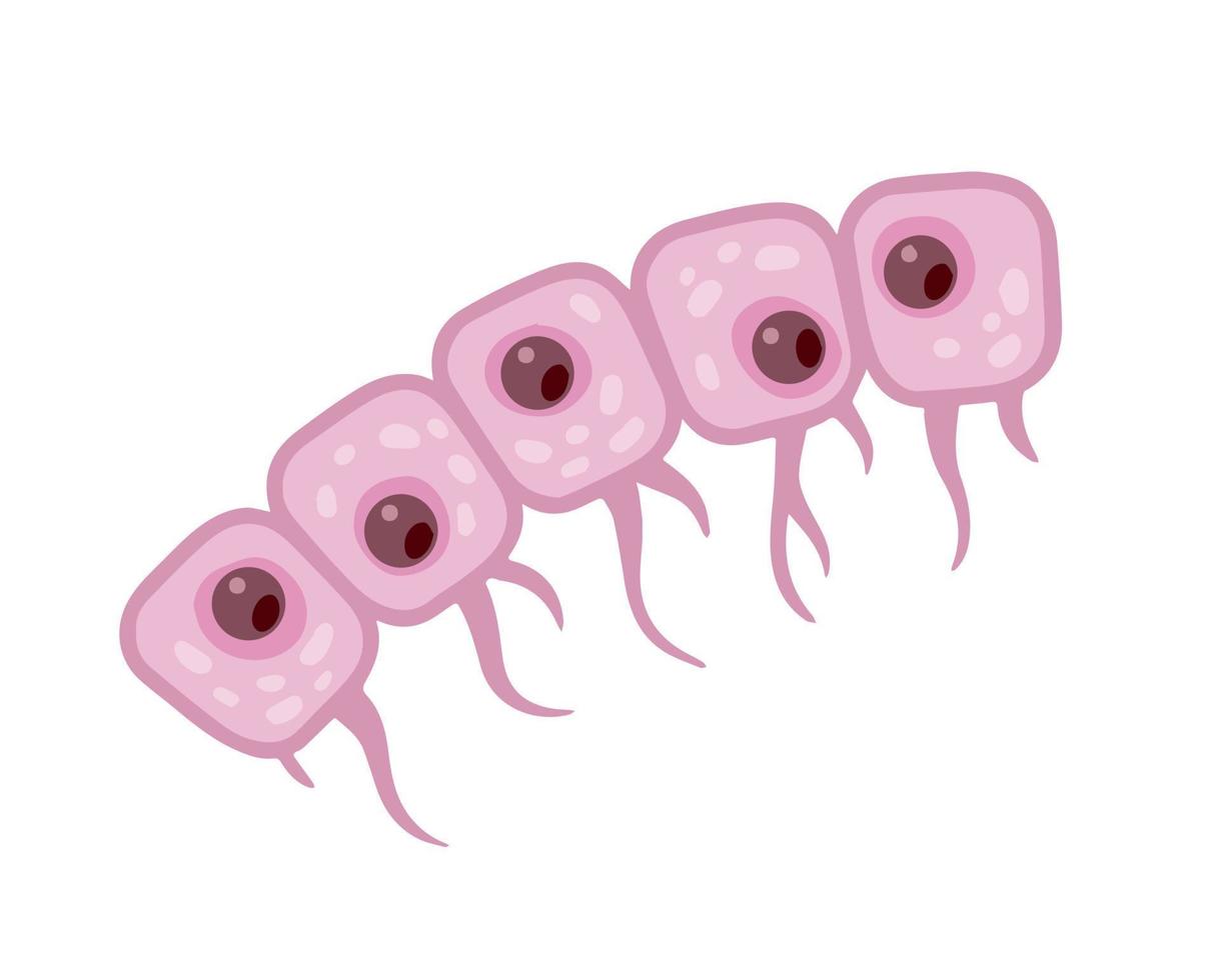 cel van menselijk organisme. huid systeem. laag van opperhuid. wetenschappelijk materiaal voor onderwijs. tekenfilm vlak illustratie. biologie en microbiologie vector