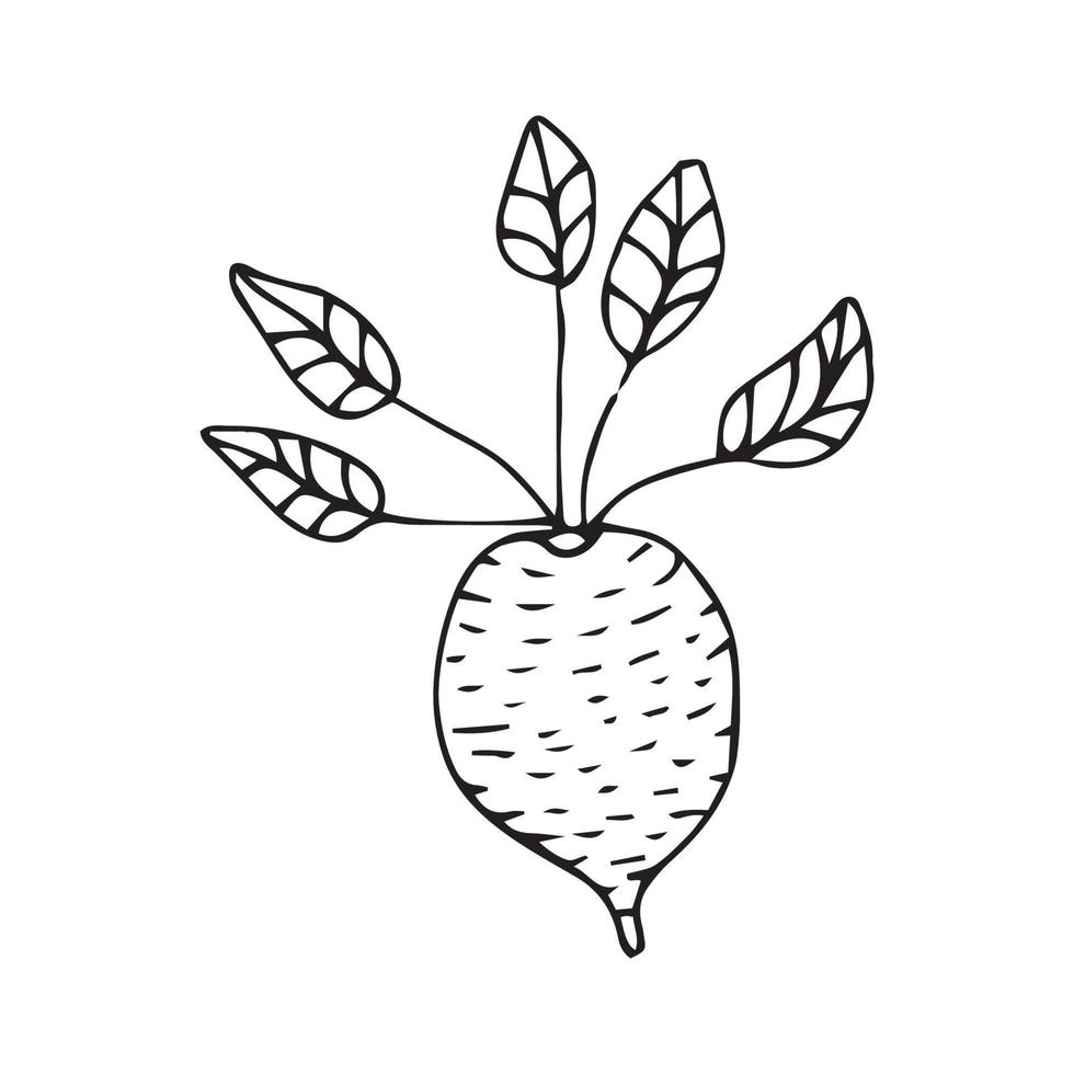 hand- getrokken aardappel voor insigne en logo decoratie. lijn kunst aardappel hand- getrokken in wijnoogst stijl vector