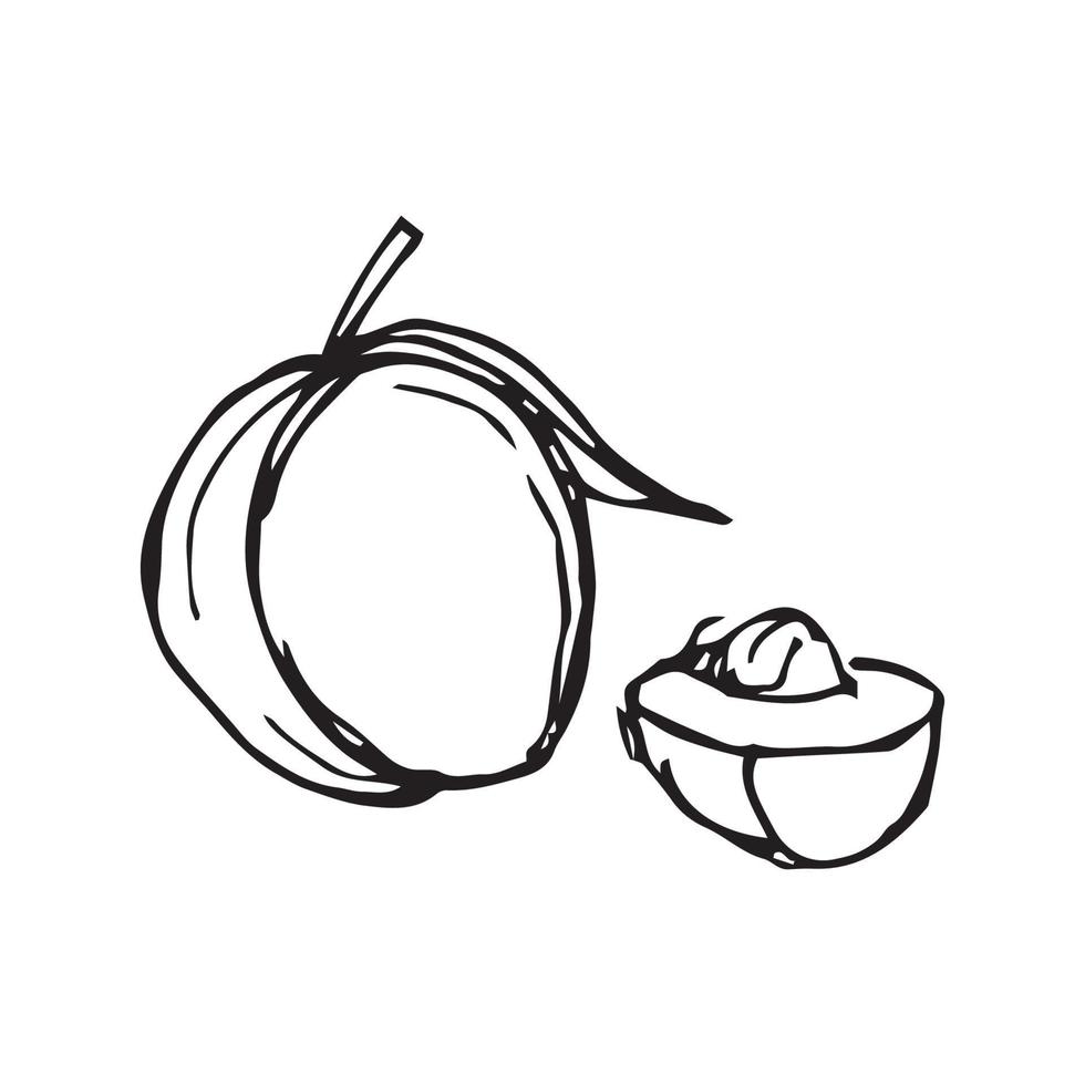 hand- getrokken mangosteen. mangisboom vector illustratie voor ontwerp met lijn stijl