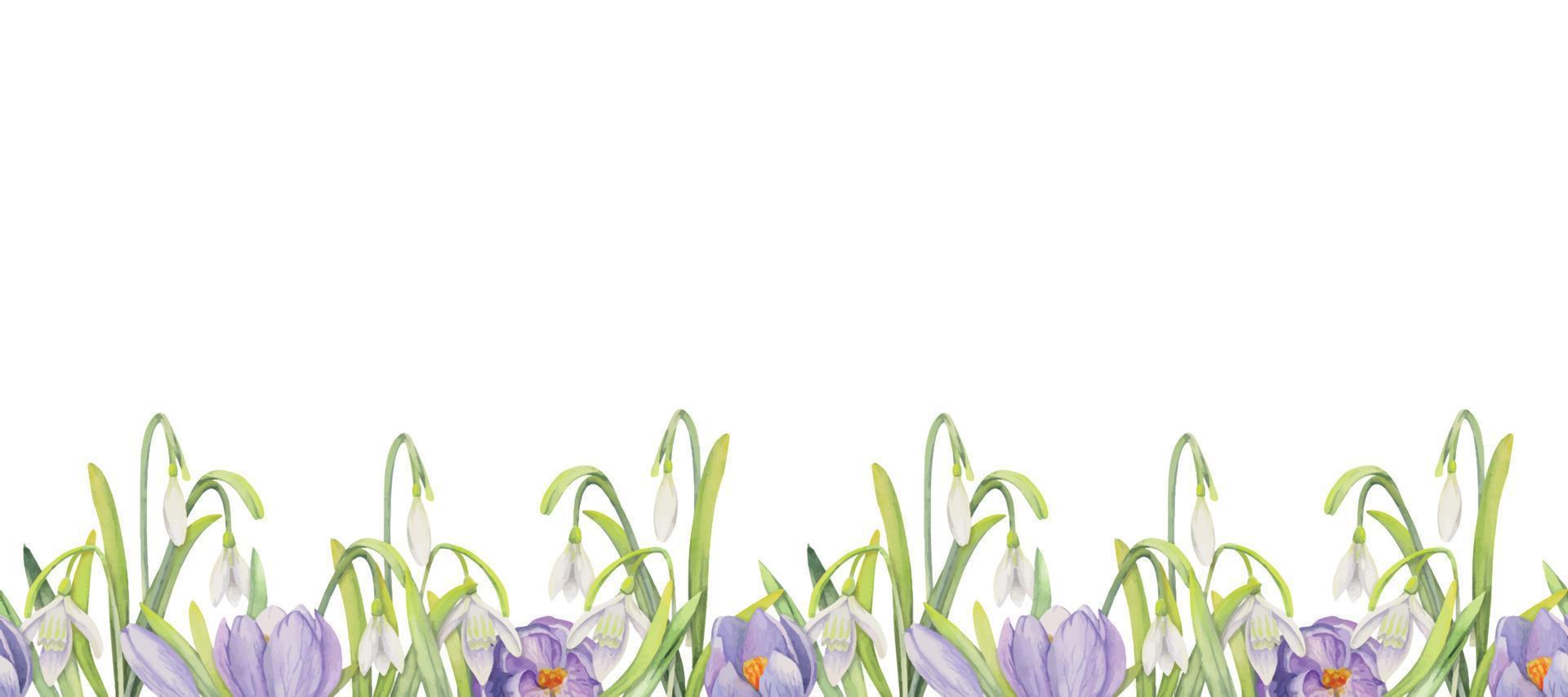 waterverf hand- getrokken naadloos grens met voorjaar bloemen, narcissen, krokus, sneeuwklokjes. geïsoleerd Aan wit achtergrond. ontwerp voor uitnodigingen, bruiloft, groet kaarten, behang, afdrukken, textiel vector
