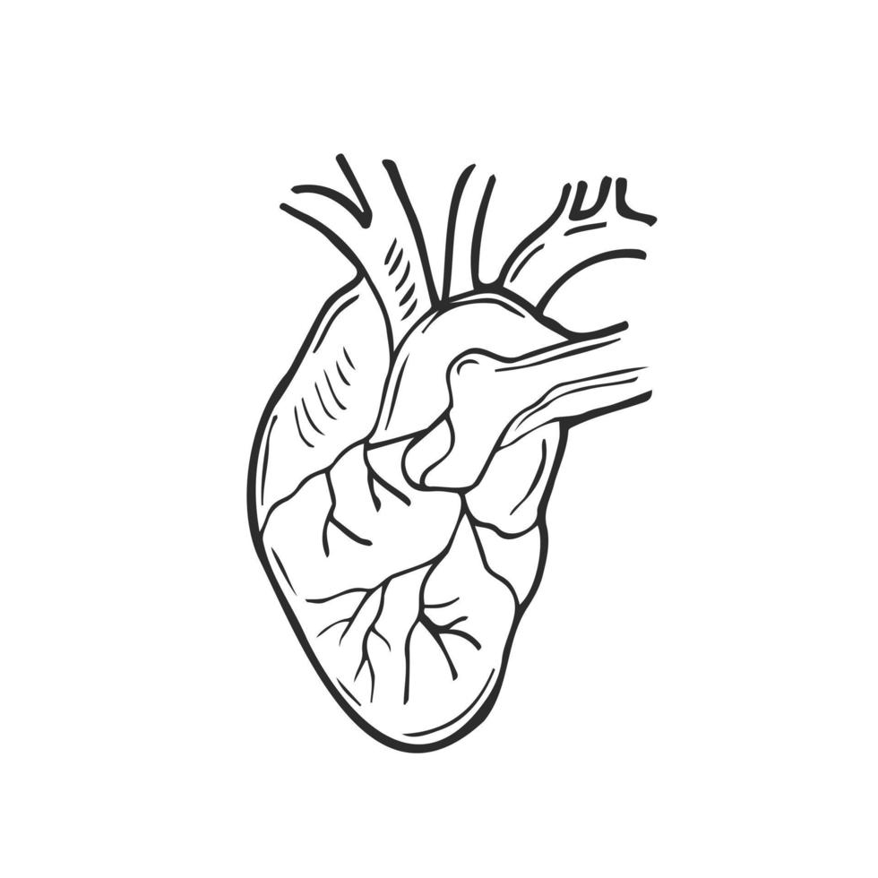 tekening menselijk hart. anatomisch realistisch hart icoon, vector illustratie