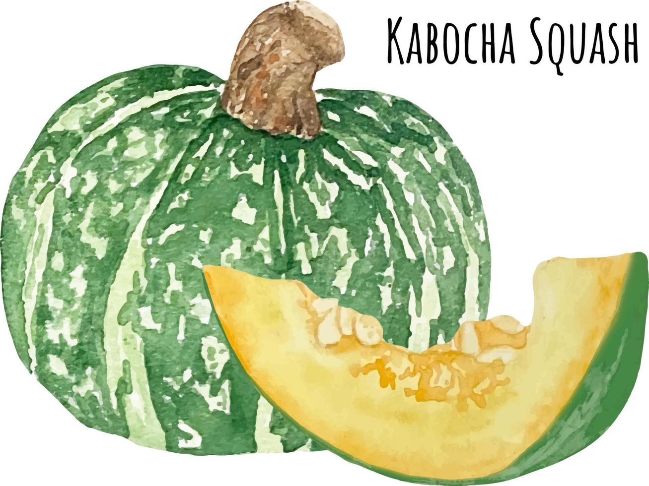 waterverf illustratie van Japans kabocha squash. Japans pompoen. Aziatisch voedsel. waterverf rauw groenten. kabocha minnaar vector