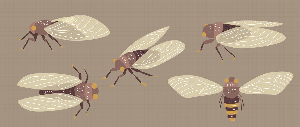 Cicada Insect Vector Vlakke Illustratie