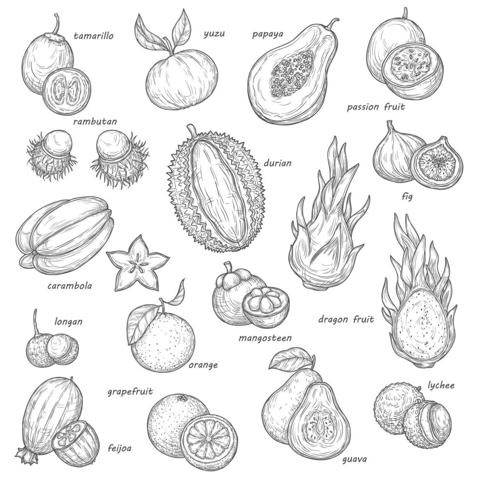 exotisch papaja, tropisch oranje, feijoa schetsen vector