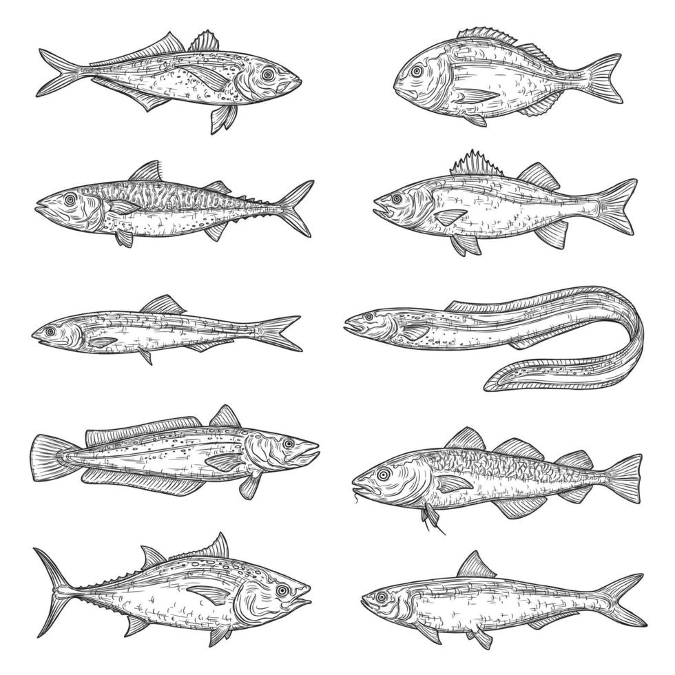 Zalm, tonijn, makreel, karper, kabeljauw vis schetsen vector