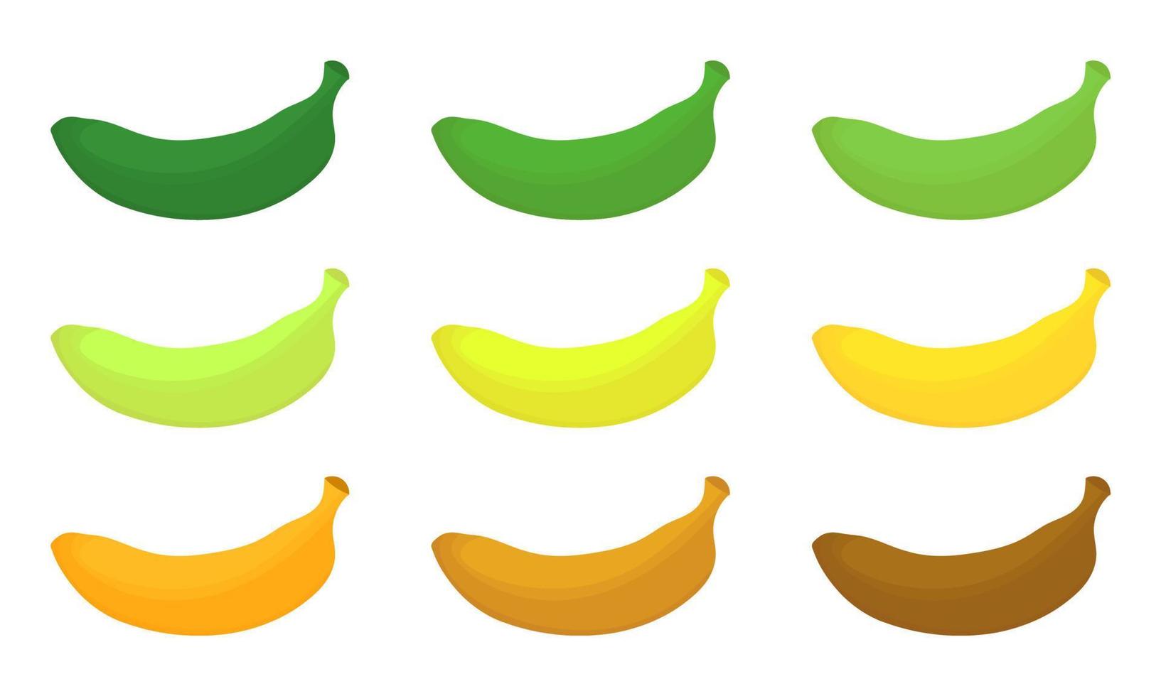 een verzameling van banaan illustraties vector