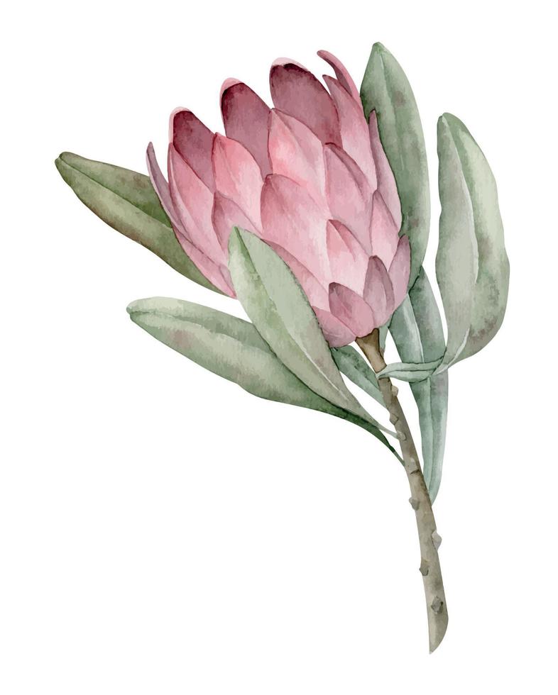 waterverf protea bloem. hand- getrokken bloemen illustratie van exotisch tropisch fabriek met groen bladeren. botanisch tekening voor groet kaarten of bruiloft uitnodigingen Aan geïsoleerd achtergrond. elegant schetsen vector