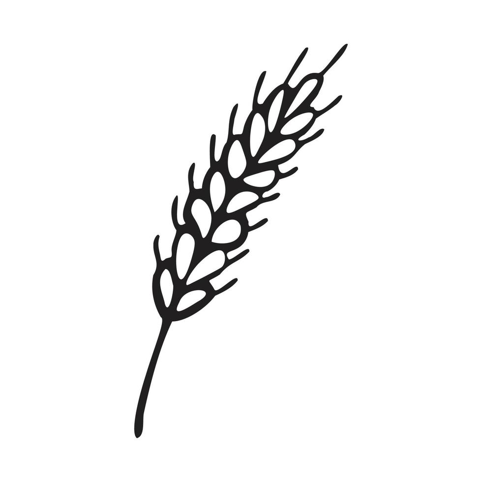 aartje van tarwe in tekening stijl. gemakkelijk zwart en wit schetsen van tarwe, gerst of rogge stengel voor bakkerij producten, meel, pakket.vector illustratie vector