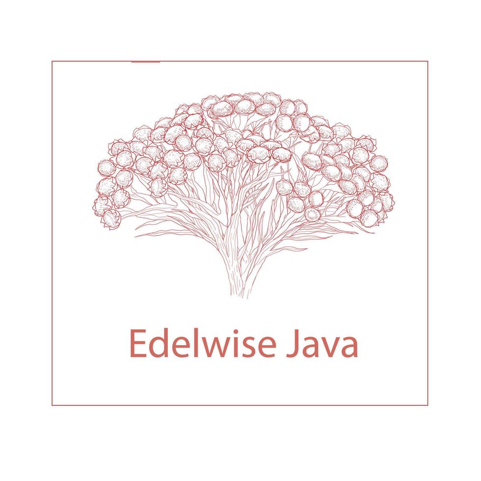 edelwijs bloem logo vector