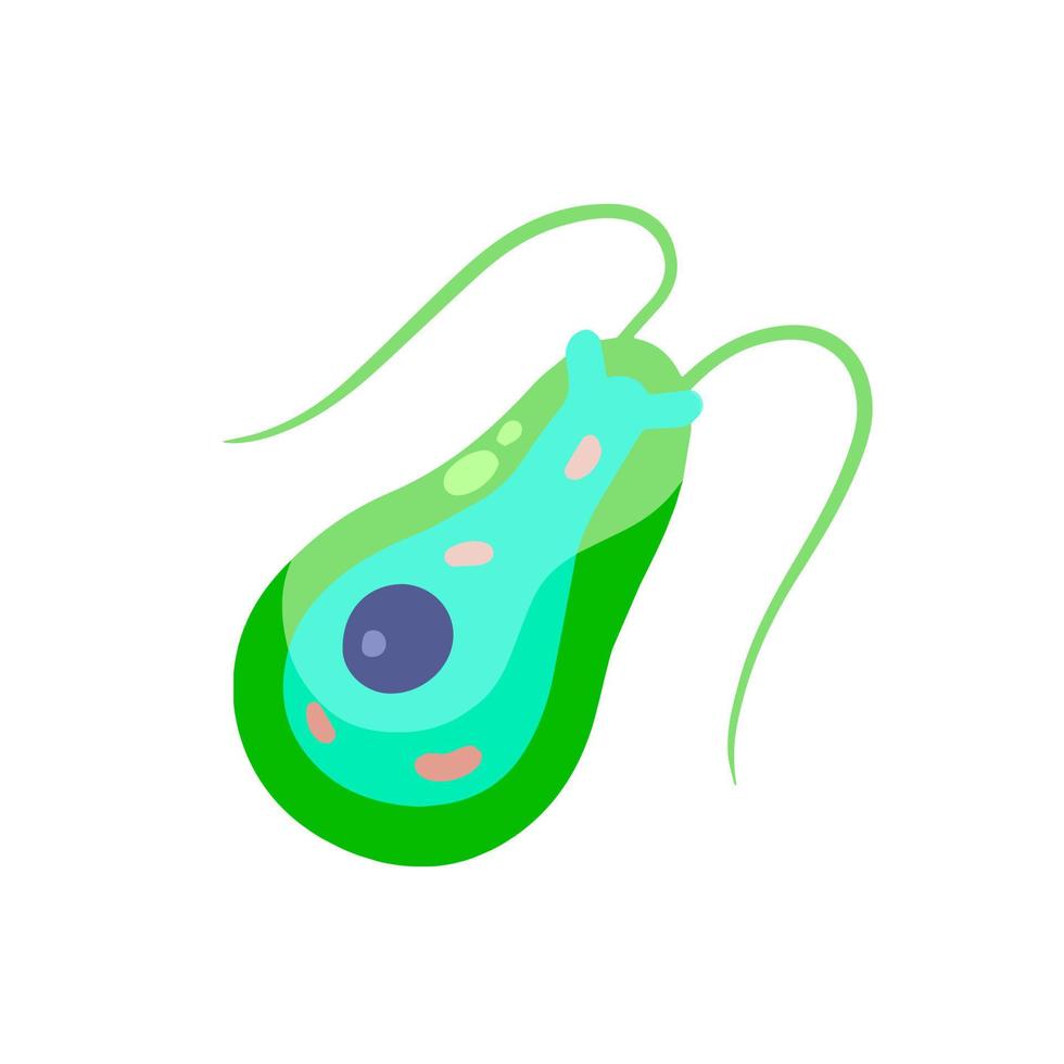 chlamydomonas plankton. klein eencellig groen dier met antennes en flagellen. vlak tekenfilm vector