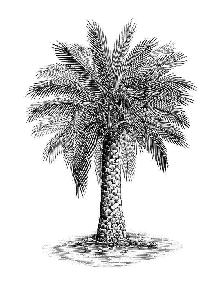 Feniks palm hand- trek wijnoogst gravure stijl zwart en wit klem kunst vector