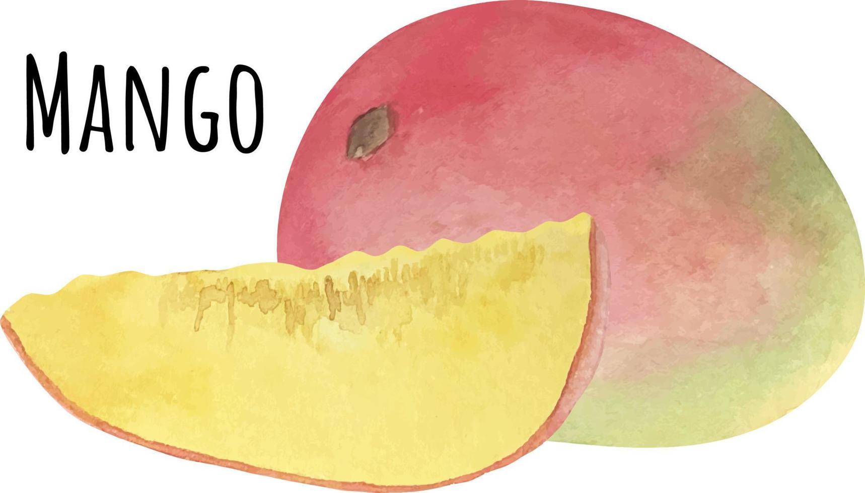 waterverf illustratie van rood en geel mango. vers rauw fruit. mango minnaar illustratie vector