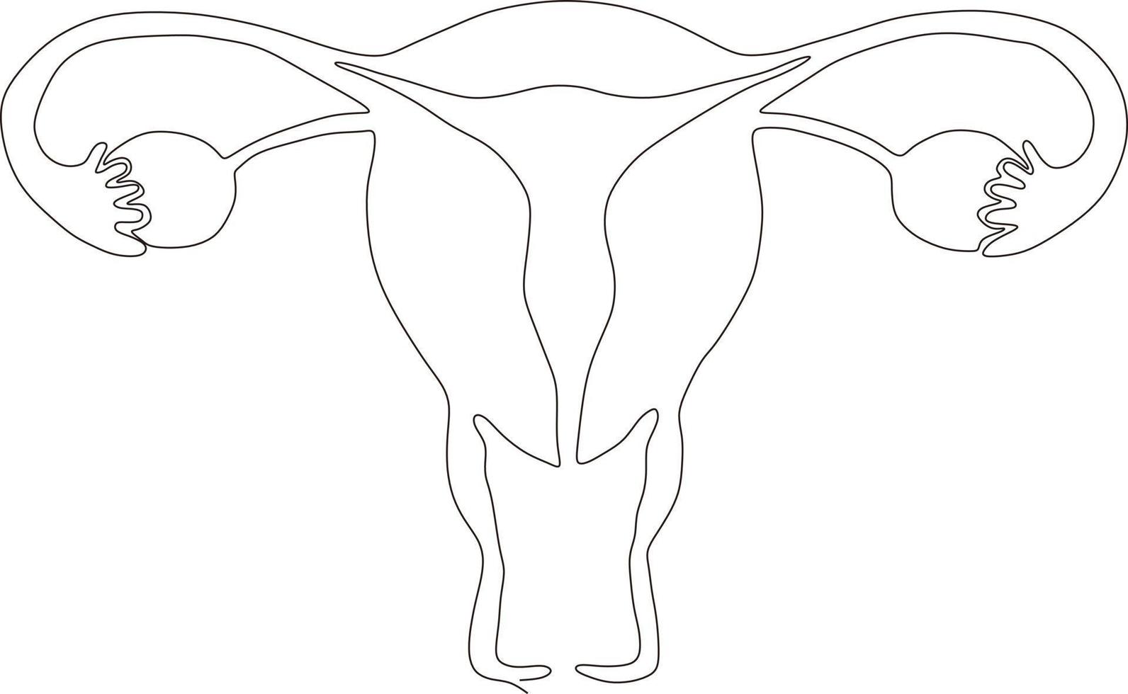 doorlopend lijn kunst tekening van vrouw voortplantings- baarmoeder vector