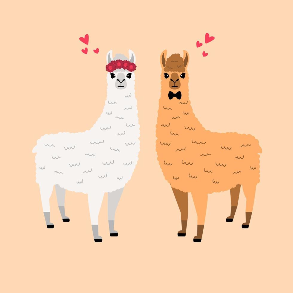 lama's in liefde vector