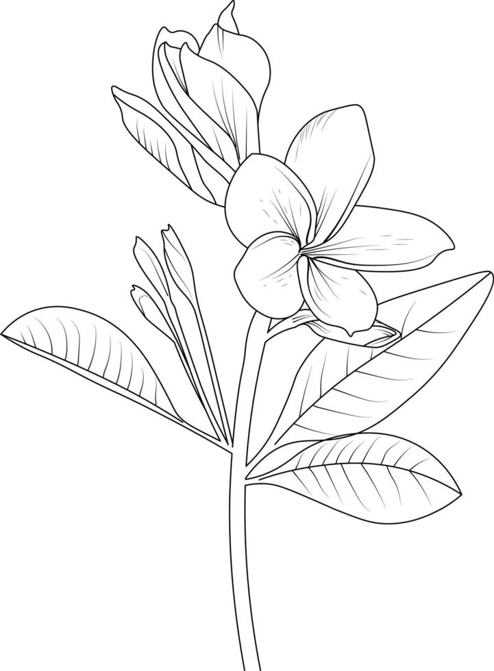 hand- getrokken botanisch voorjaar elementen boeket van frangipani lager lijn kunst kleur bladzijde vector