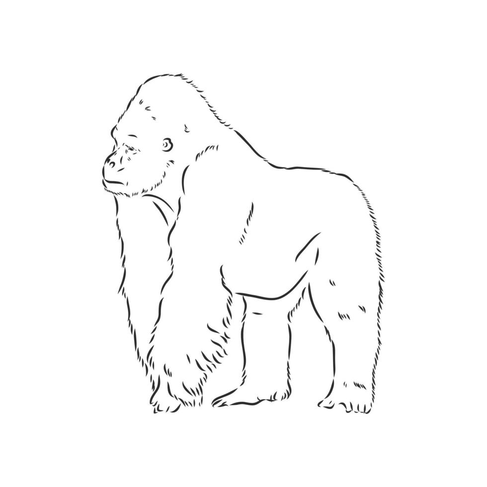 gorilla vector schetsen