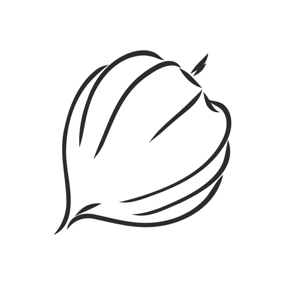 physalis vector schetsen