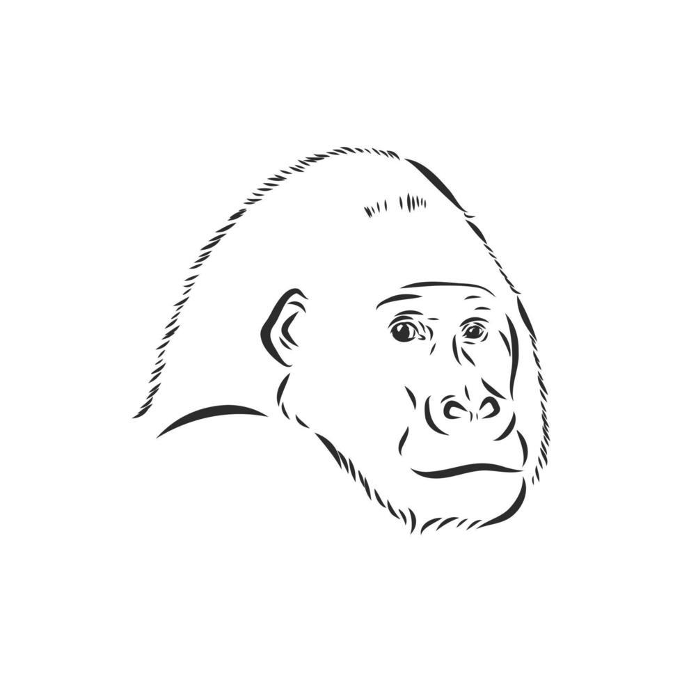 gorilla vector schetsen