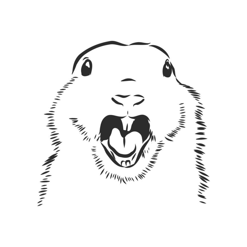 marmot vector schets