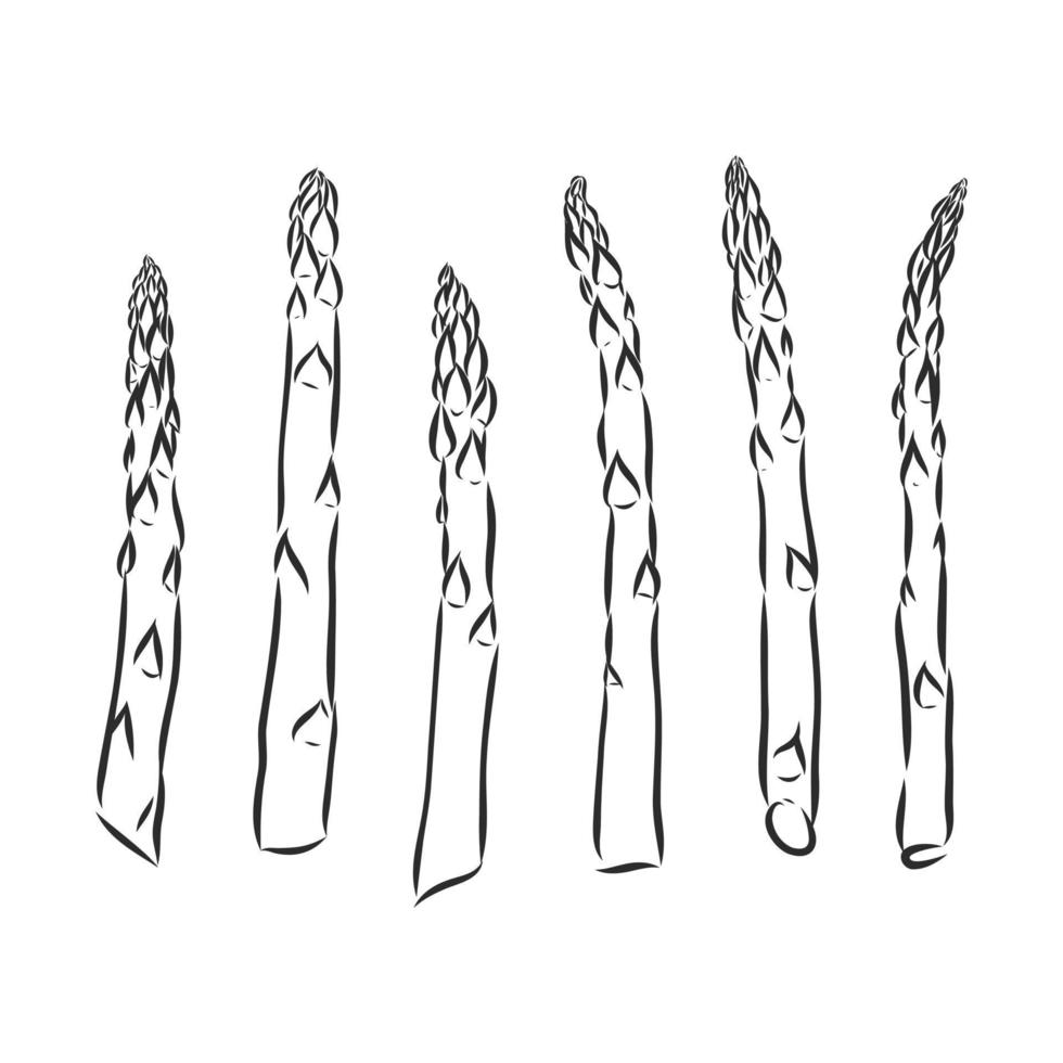 asperges vector schetsen