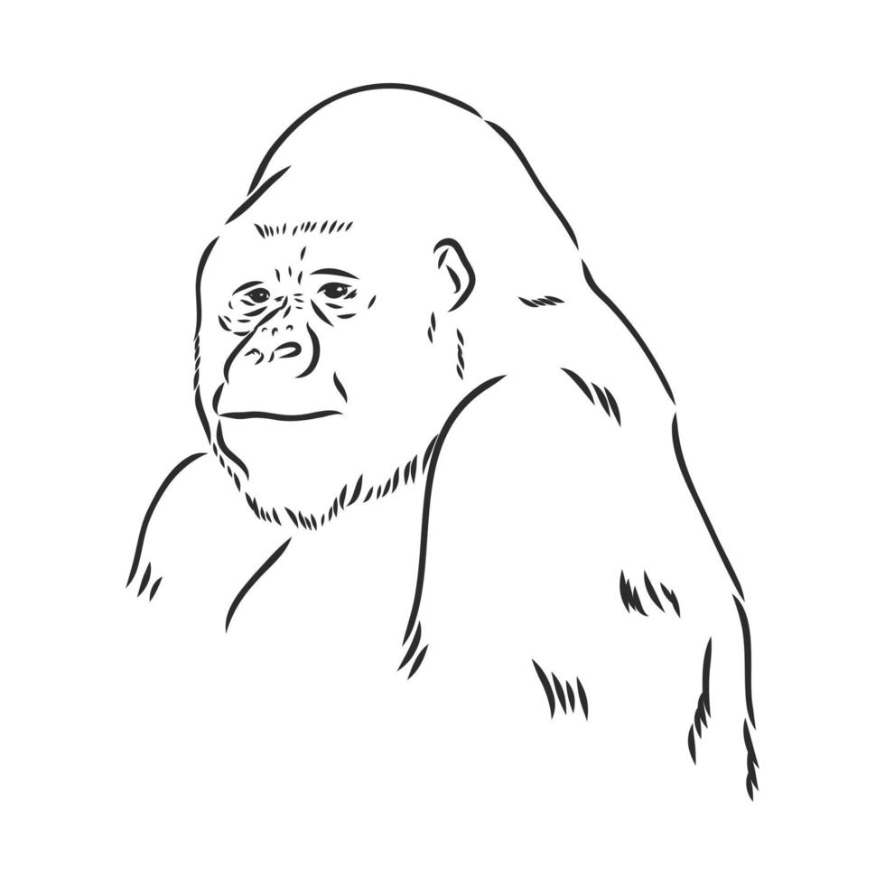 gorilla vector schetsen