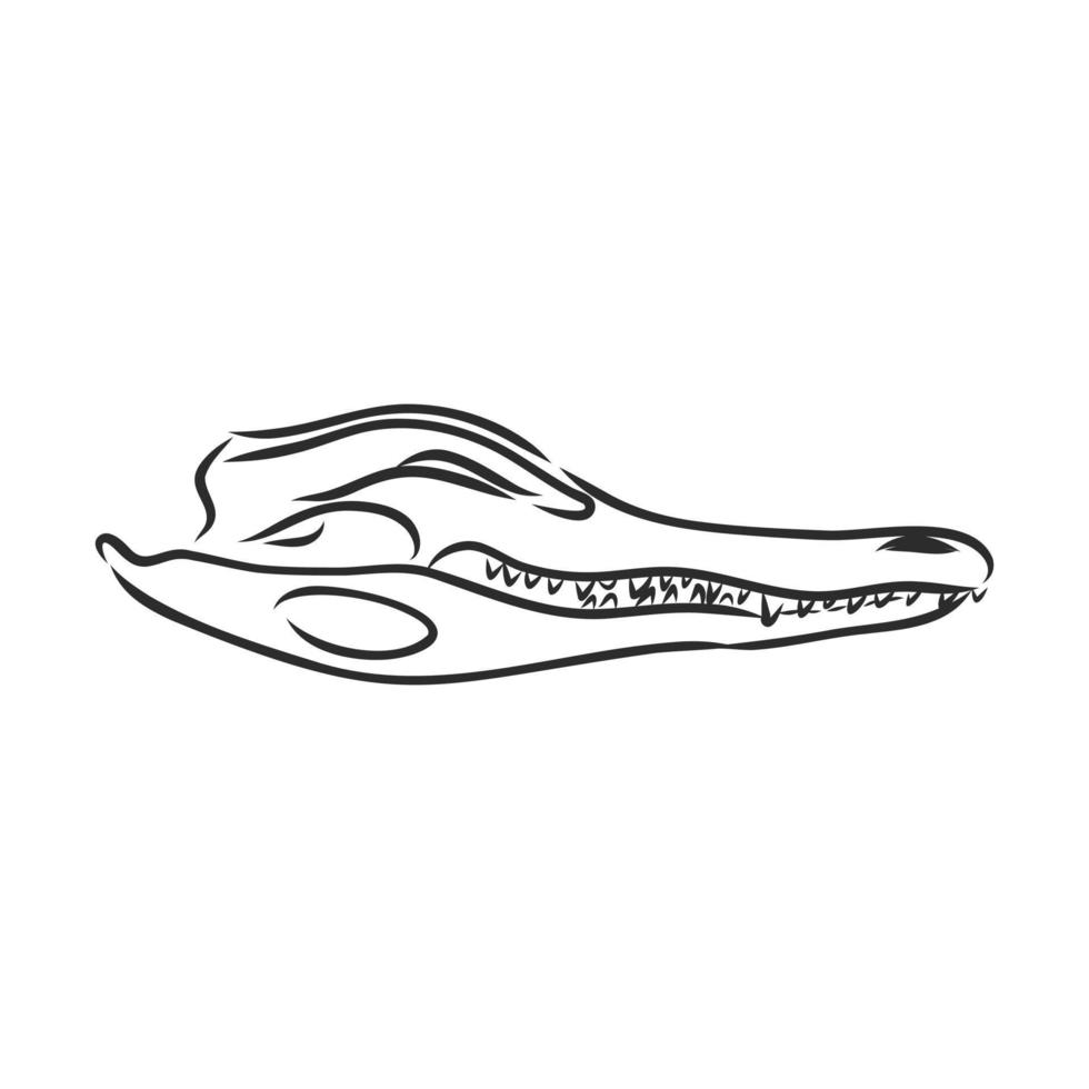 krokodil skelet vector schetsen