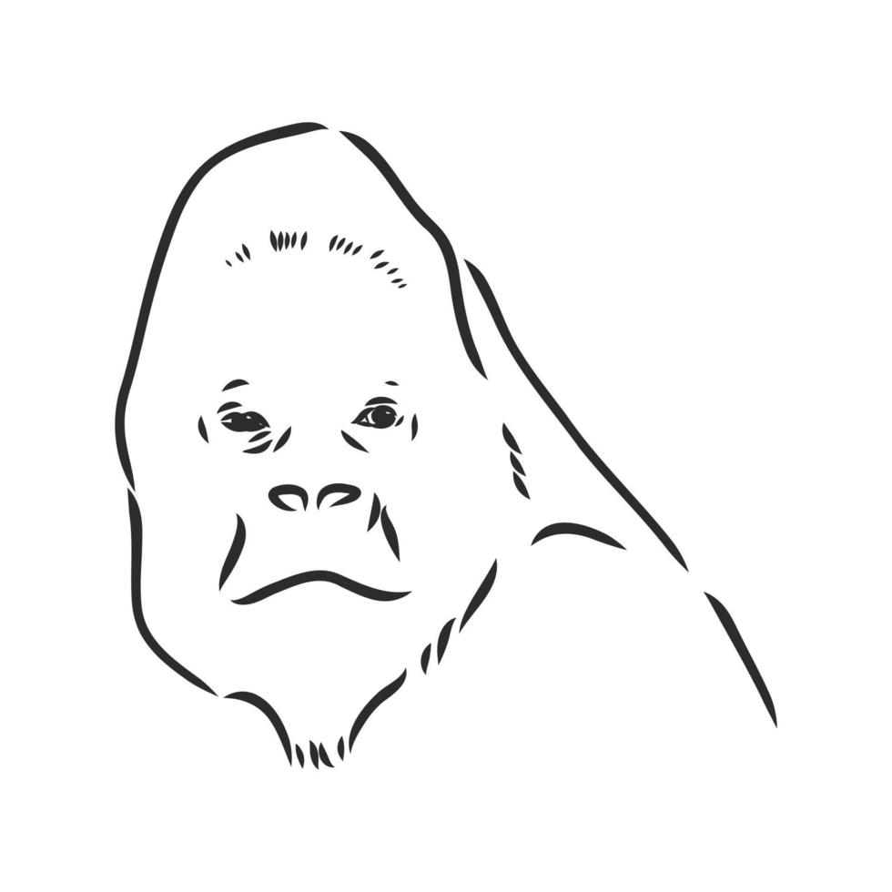 gorilla vector schetsen