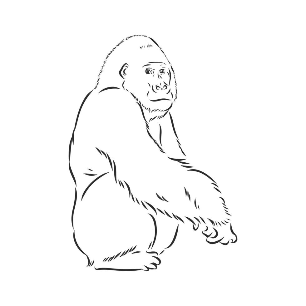 gorilla vector schetsen