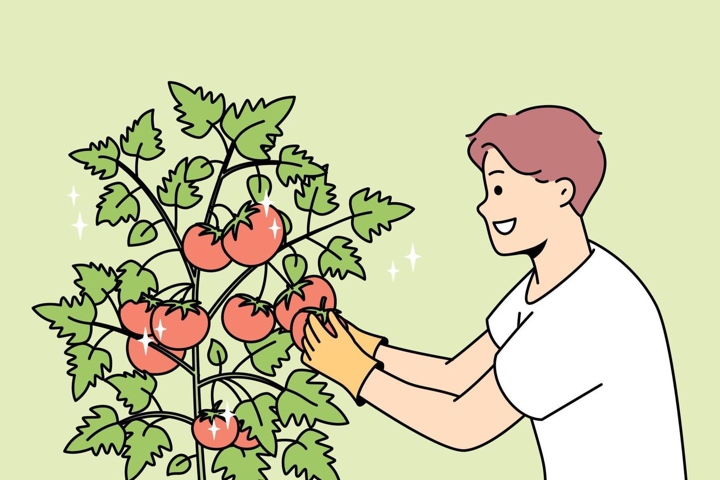 glimlachen jong Mens verzamelen tomaten in tuin. gelukkig mannetje boer verzamelen Bijsnijden van struiken Bij boerderij. tuinieren en landbouw. vector illustratie.