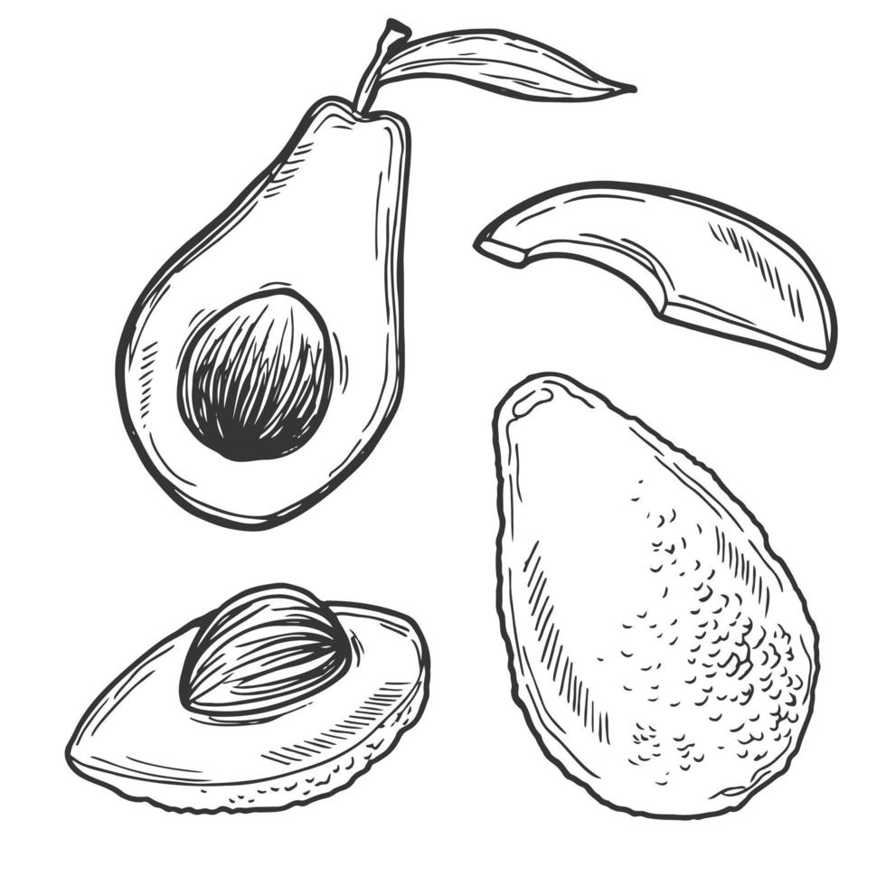 avocado zwart schets kunst set. avocado schetsen in tekening stijl vector