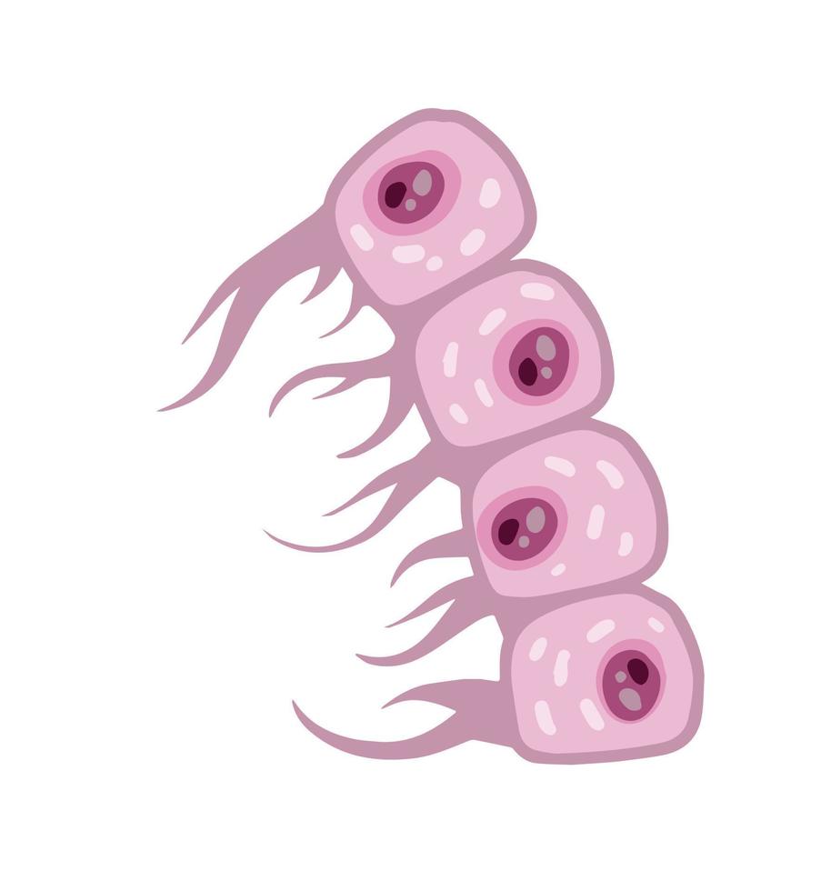 cel van menselijk organisme. huid systeem. laag van opperhuid. wetenschappelijk materiaal voor onderwijs. tekenfilm vlak illustratie. biologie en microbiologie vector