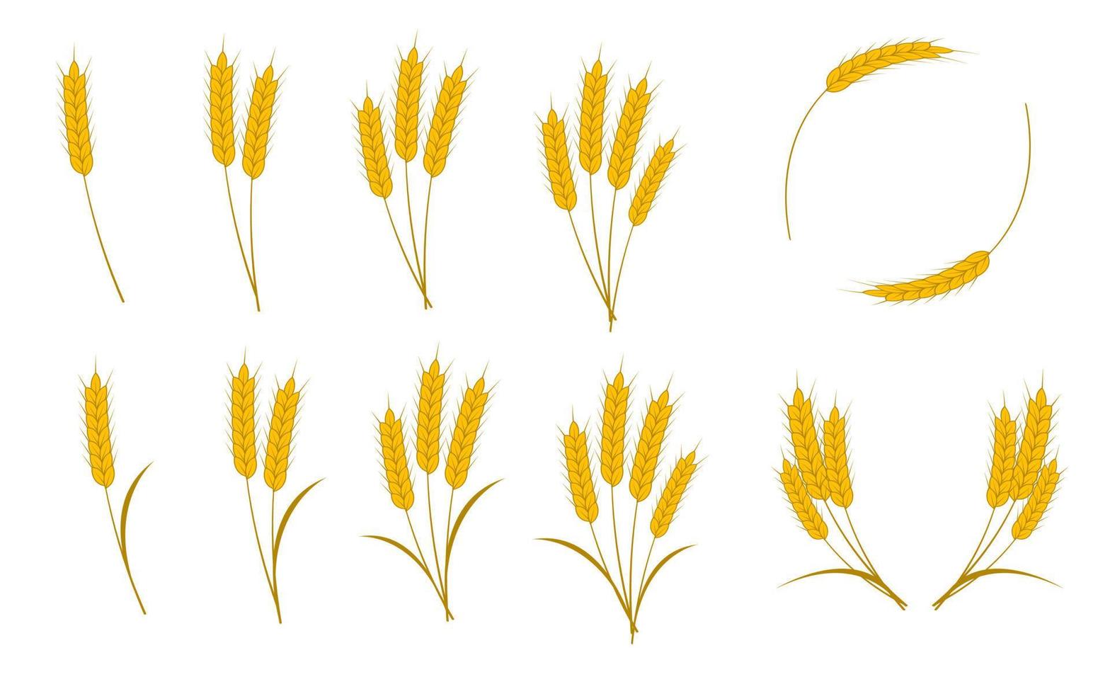 stekels van tarwe, gerst, haver of rijst- geïsoleerd Aan wit achtergrond. vector illustratie