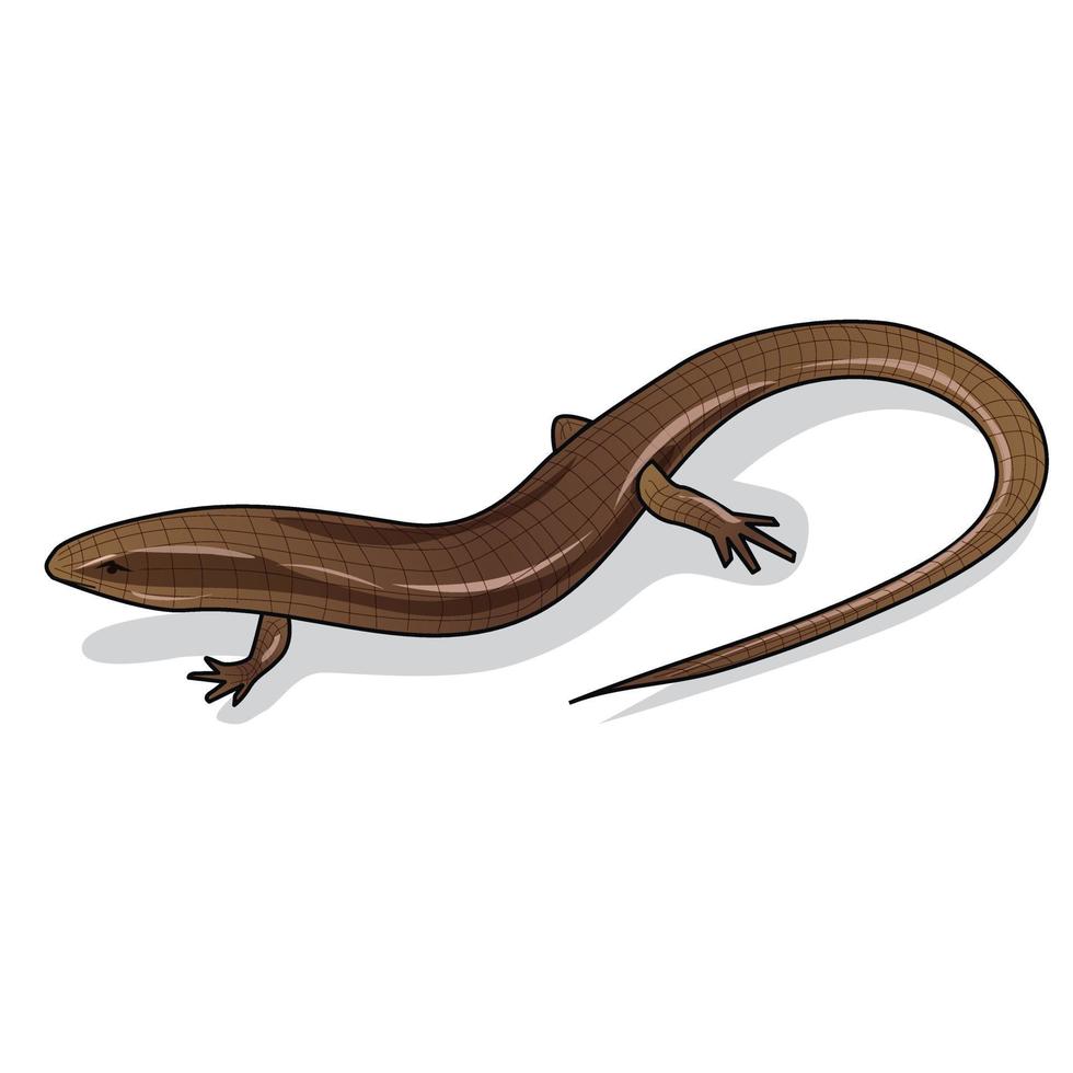 illustratie vector bruin skink