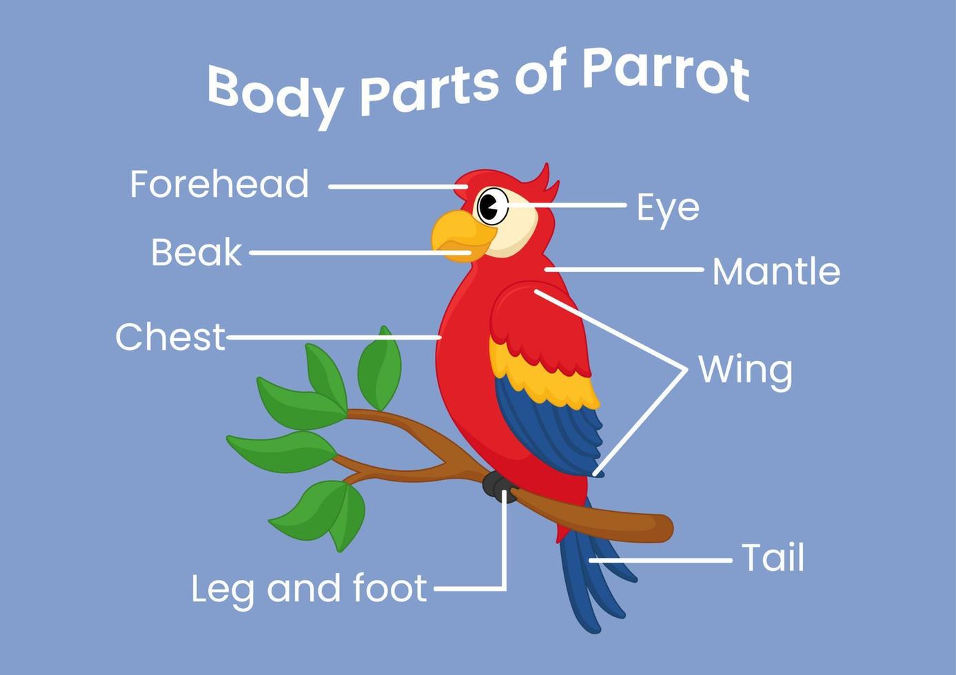 vector lichaam onderdelen van de schattig tekenfilm papegaai. dieren anatomie in Engels voor kinderen. aan het leren woorden.