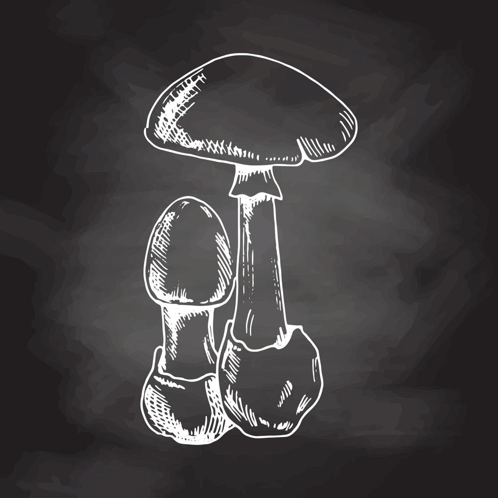 schets illustratie van dood paddenstoelen. wit schetsen geïsoleerd Aan zwart schoolbord. eco voedsel wijnoogst vector illustratie. schetsen illustratie voor afdrukken, web, mobiel en infographics.