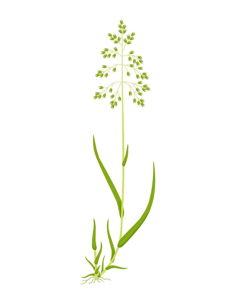 vector illustratie, hierochloe odorata of anthoxanthum nitens, algemeen bekend net zo zoet gras, manna gras, Maria gras of vanille gras, en net zo heilig gras in Engeland, geïsoleerd Aan wit achtergrond.