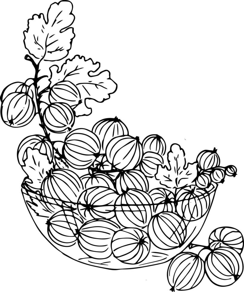 bessen in een mand. aardbeien, kruisbessen, frambozen. tekening illustratie, kleur boek voor volwassenen en kinderen. vector