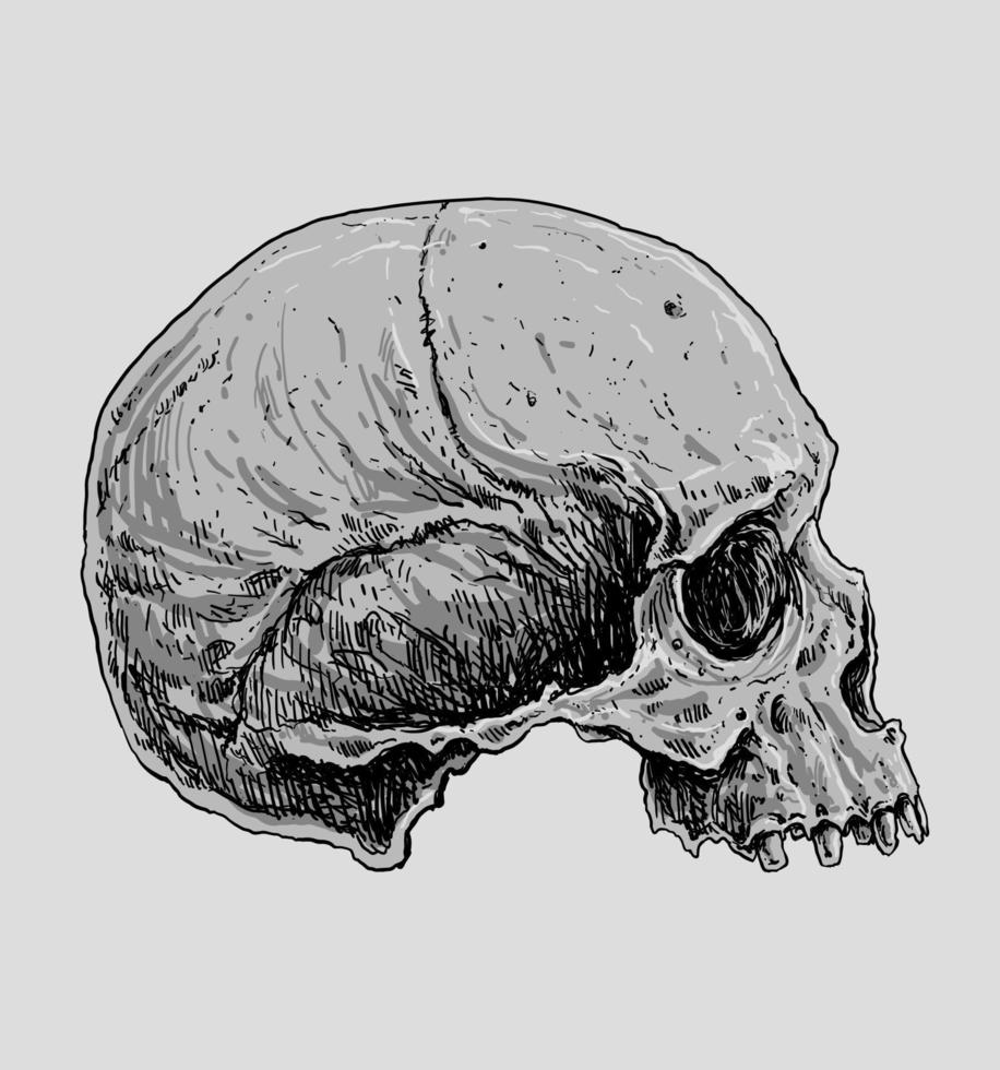 menselijk schedel botten tekening illustratie vector